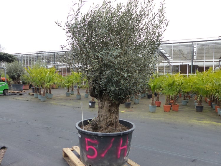 genau diesen Baum Nr. 5/H, 250 cm, Olivenbaum, knorrige alte urige Olive winterhart