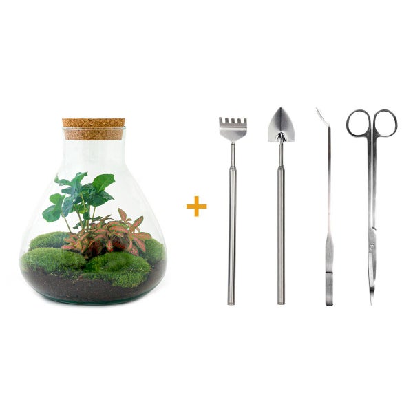 Flaschengarten Sammie DIY-Pflanzenterrarium 27cm mit Kaffeepflanze incl. Rechen. Schaufel, Pinzette und Schere