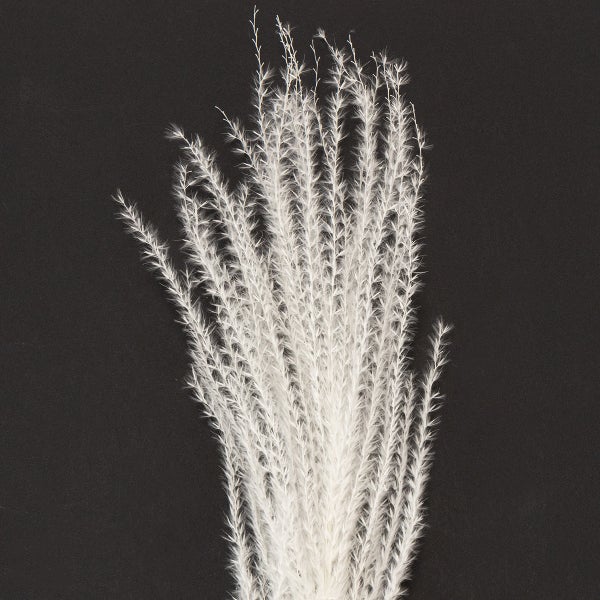 Büschel aus getrocknetem Ziergras