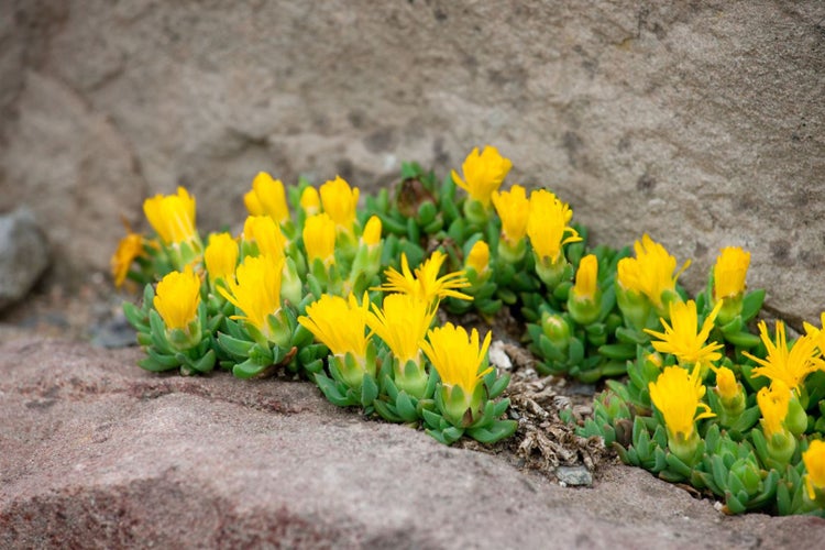 Delosperma congestum, Mittagsblume, gelb, ca. 9x9 cm Topf