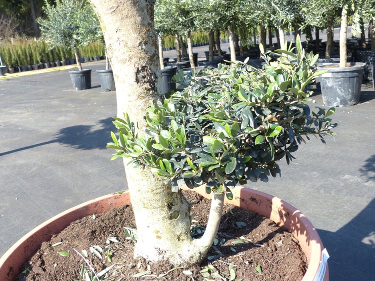 Olivenbaum Pon Pon 180 cm Bonsai Formgehlz, winterhart | HORNBACH