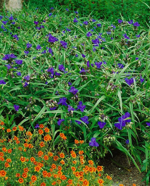 Tradescantia x andersoniana 'Zwanenburg Blue', ca. 9x9 cm Topf, blau