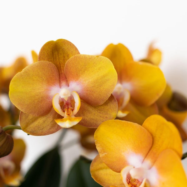 Dekorative Szene mit gelben Orchideen, kleinen Topfpflanzen und Kerzen auf zwei Beistelltischen
