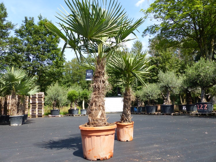 2 Stück im Palmenset Trachycarpus fortunei dicke Stämme 200 cm Hanfpalme, winterharte Palme bis -18°C