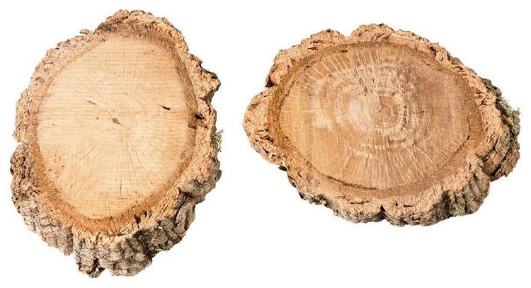 Zwei Baumscheiben aus Korkrinde als Naturprodukt für Dekoration.