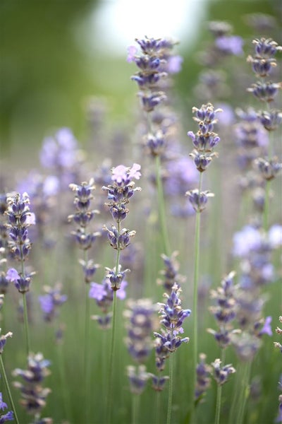 Lavandula angustifolia 'Munstead', Lavendel, violett, 5-7,5 Liter Container