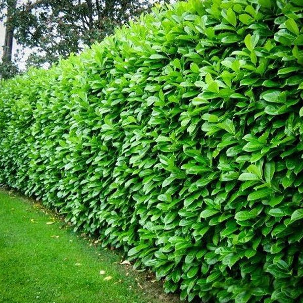 Dichte grüne Lorbeerhecke im Garten.