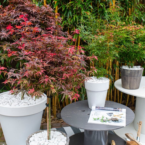 Bloomique - 2er Set - Acer palmatum shaina - Fächerahorn auf Stamm - Gartenpflanzen - Baum - winterhart - 80-100cm hoch - Topf 19cm