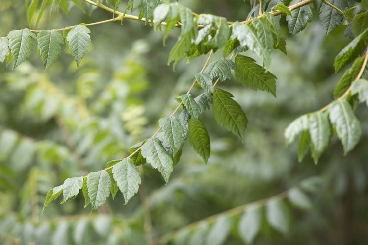 Koelreuteria paniculata, Blasenbaum, 60–80 cm