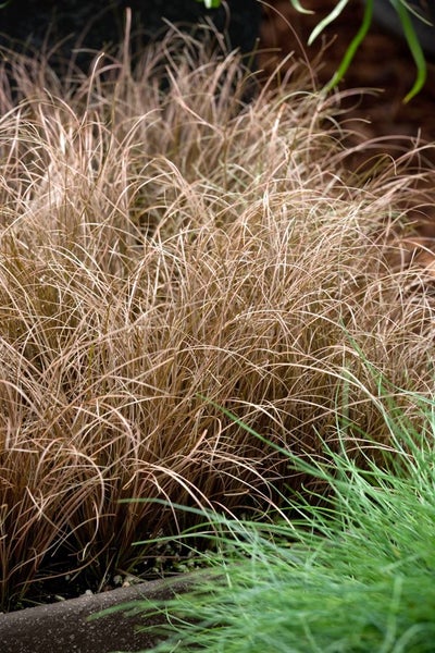 Carex comans 'Bronze Form', Ziergras, bronzefarben, ca. 9x9 cm Topf