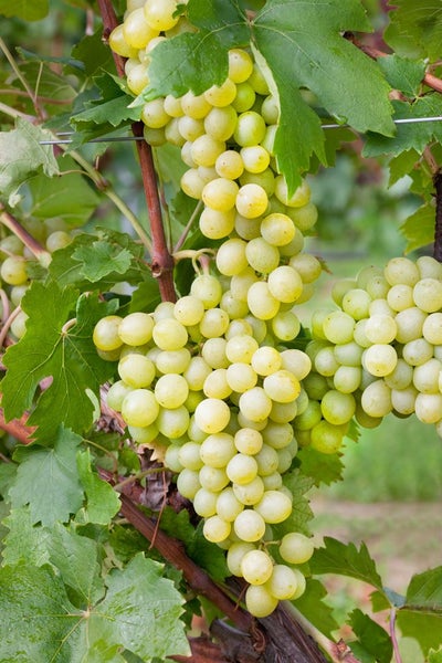 Vitis vinifera 'Unio', Weinrebe, 80–100 cm