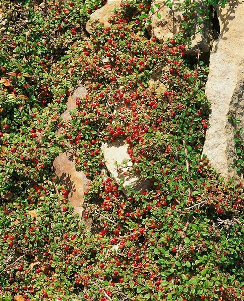 Cotoneaster microphyllus 'Streibs Findling', ca. 9x9 cm Topf, immergrün