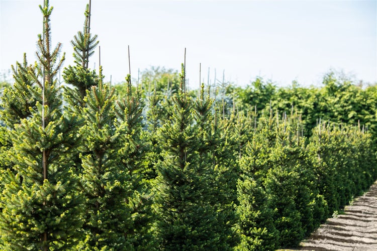 Picea abies 'Will's Zwerg', Fichte, kompakt, 50–60 cm