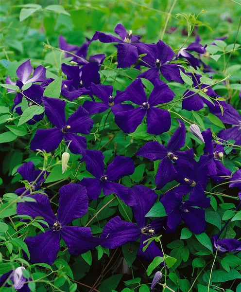 Clematis viticella 'Polish Spirit', violett, 80–100 cm