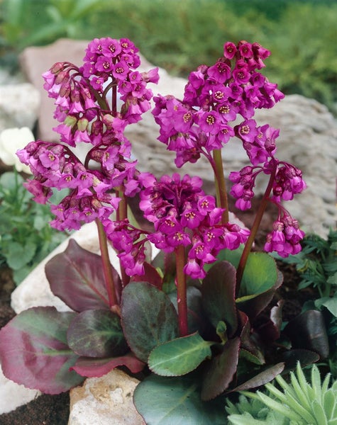 Bergenia cordifolia 'Eroica', Riesensteinbrech, rosa Blüten, ca. 11x11 cm Topf