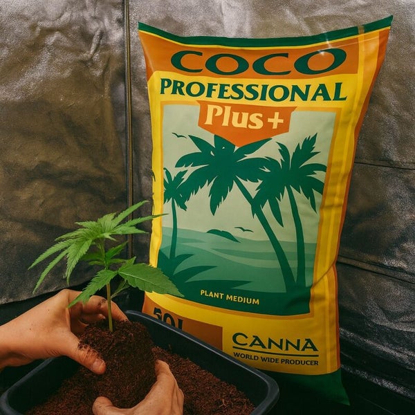Ein Sack CANNA Coco Professional Plus Kokos-Substrat 50 Liter neben einer Person, die eine kleine Pflanze in einen Behälter mit Substrat pflanzt.