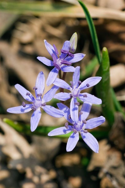 Scilla bifolia, Zweiblättriger Blaustern, blau, ca. 9x9 cm Topf