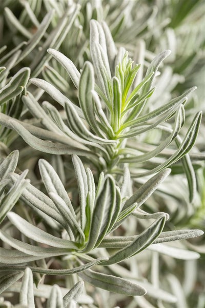 Lavandula angustifolia 'Silver Mist', Lavendel, silbrig, ca. 9x9 cm Topf