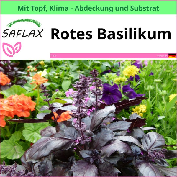 Rotes Basilikum im Topf mit Klimaabdeckung und Substrat