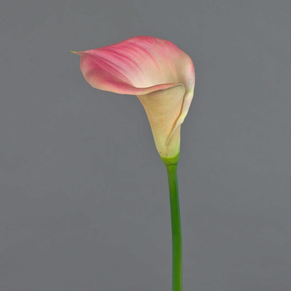 Eine Calla-Lilie mit einer Blüte in Rosa und Creme auf einem grünen Stiel.