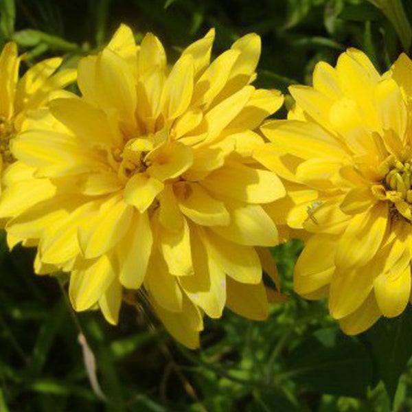 Gelbe Rudbeckia Zierpflanze im Garten