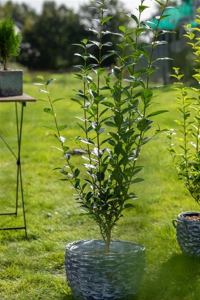 Ligustrum ovalifolium, Ovalblättriger Liguster, 60–80 cm