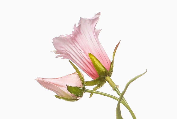 Prachtlilie Gloriosa superba mit zwei offenen Blüten und einer Knospe