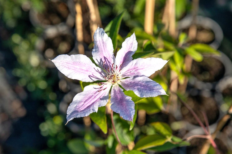 Clematis Hybride 'Nelly Moser', zweifarbig, 100–150 cm