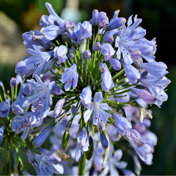 Nahaufnahme einer blauen Schmucklilie