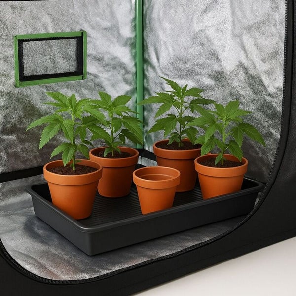 Pflanzen in Tontöpfen auf einer Auffangschale in einer Growbox mit reflektierender Innenwand und Belüftungsöffnung.