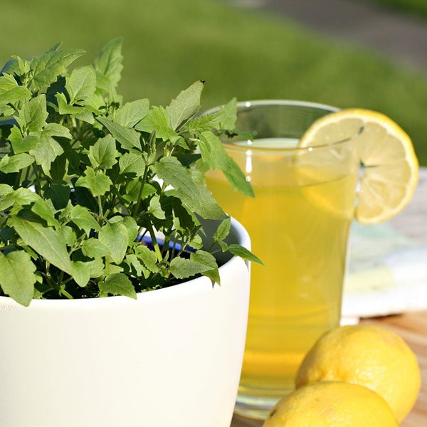 Limonadenpflanze - Limokraut in BIO-Qualität - Agastache mexicana - Kräuterpflanze im 12cm Topf