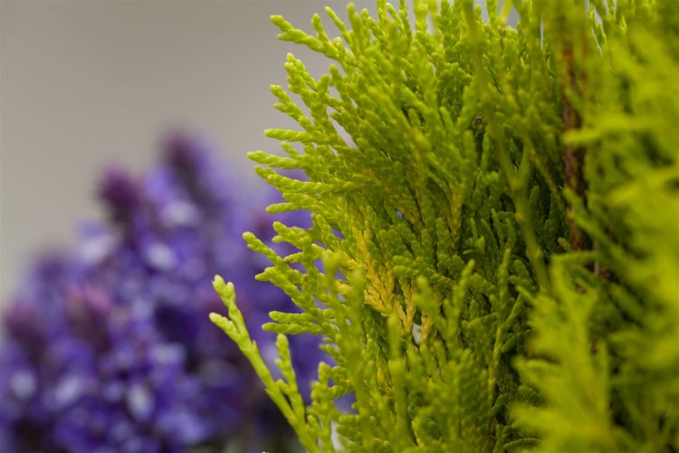Thuja occidentalis 'Golden Smaragd', Lebensbaum, goldgrün, 60–80 cm