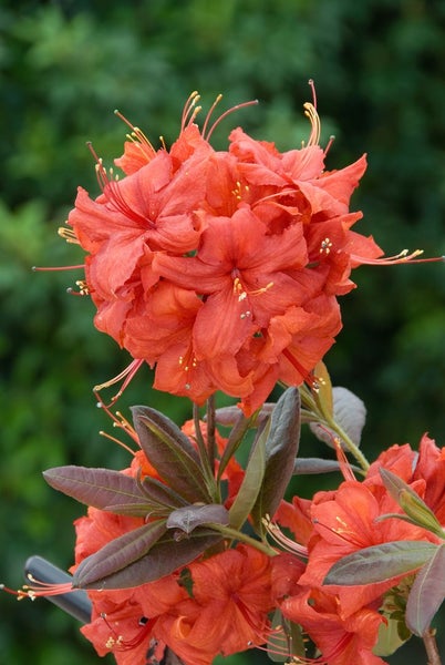 Rhododendron luteum 'Balzac', gelb, 40–50 cm