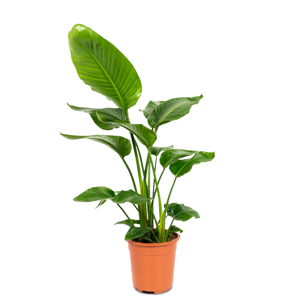 1x WL Strelitzia Nicolai P19H100