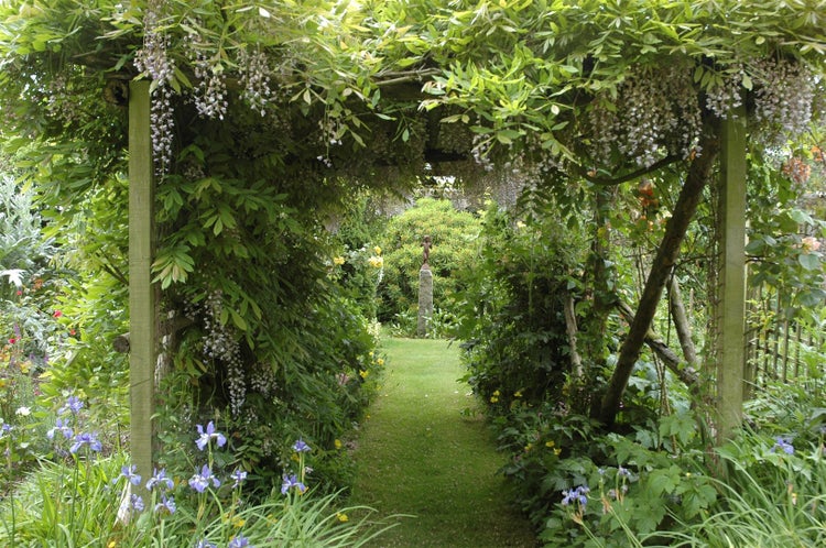 Wisteria sinensis, Chinesischer Blauregen, 150–200 cm
