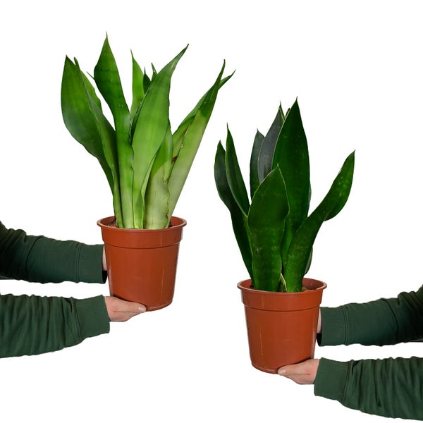2er Fensterbankset Sansevieria