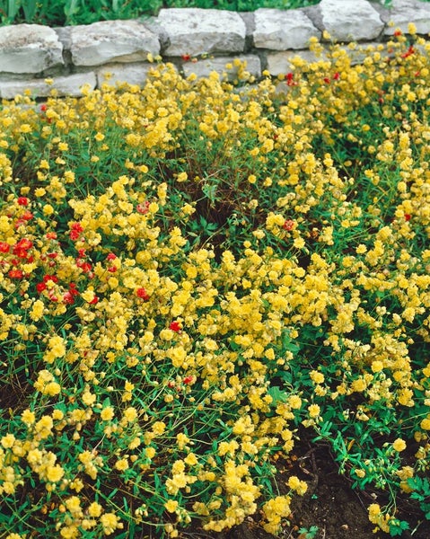 Gelbes und rotes Blümchenbeet vor einer Steinmauer