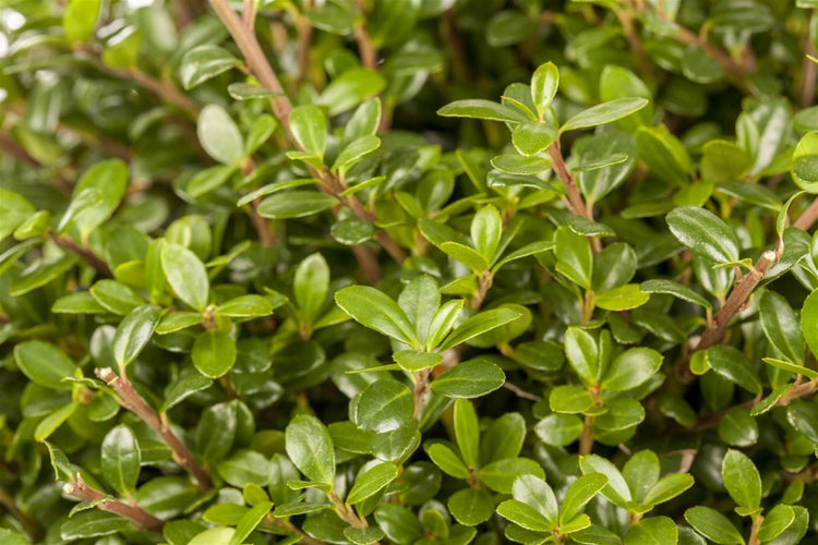Ilex crenata 'Glorie Gem', Japanische Stechpalme, immergrün, 30–40 cm