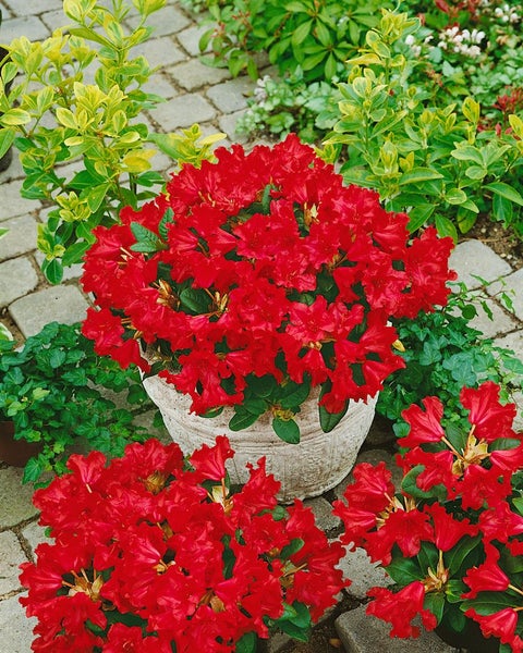 Rhododendron mit roten Blüten in einem Topf
