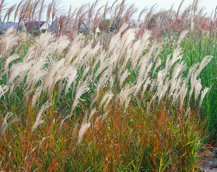 Feld mit Ziergräsern im Außenbereich