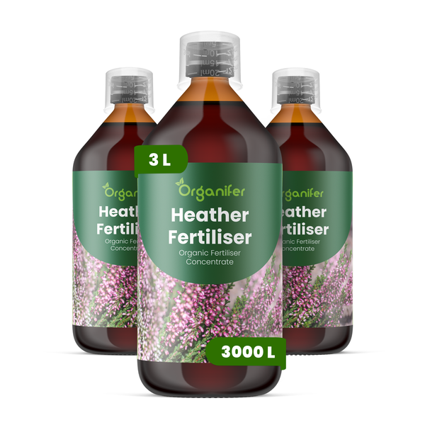Besenheide Calluna vulgaris Trio mit weißen, rosa und lila Blüten in einem Gartenbeet mit Mulch, Organifer Logo.