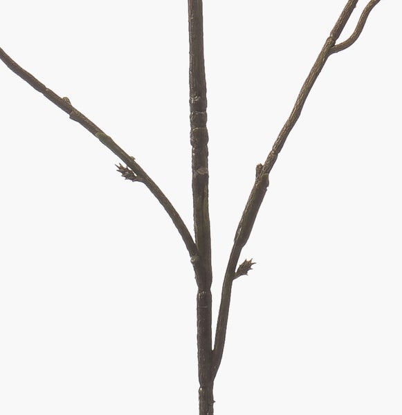 Deko Zweig Zierkirsche SLIRKO mit Blüten, dunkelrosa, 115cm - Kunst Kirschzweig