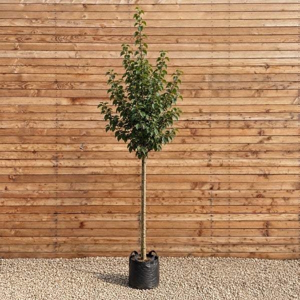 Ein Hochstammbaum mit grünen Blättern in einem schwarzen Pflanztopf vor einer Holzwand.