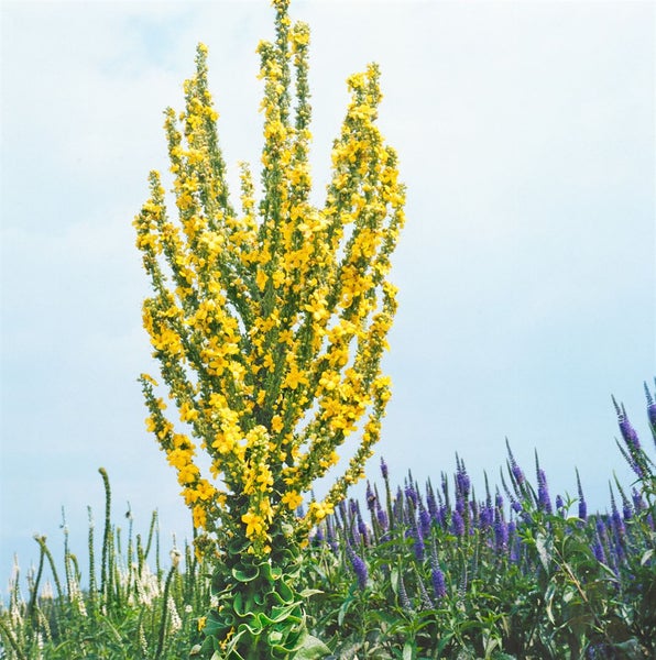 Verbascum olympicum, Königskerze, silbergrau, ca. 9x9 cm Topf