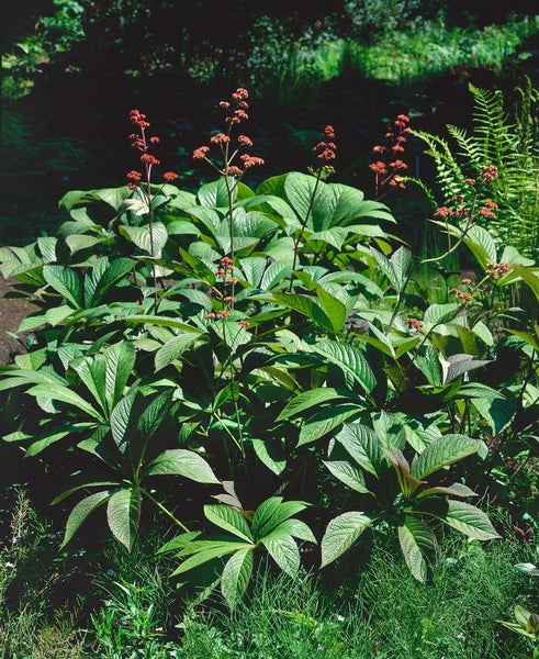 Rodgersie im Garten mit großen Blättern und Blütenständen