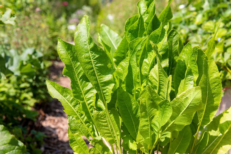 Meerrettichpflanze im Garten