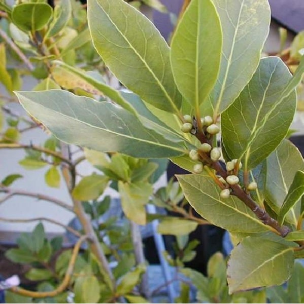 Lorbeerbaum mit Blättern und Blütenknospen