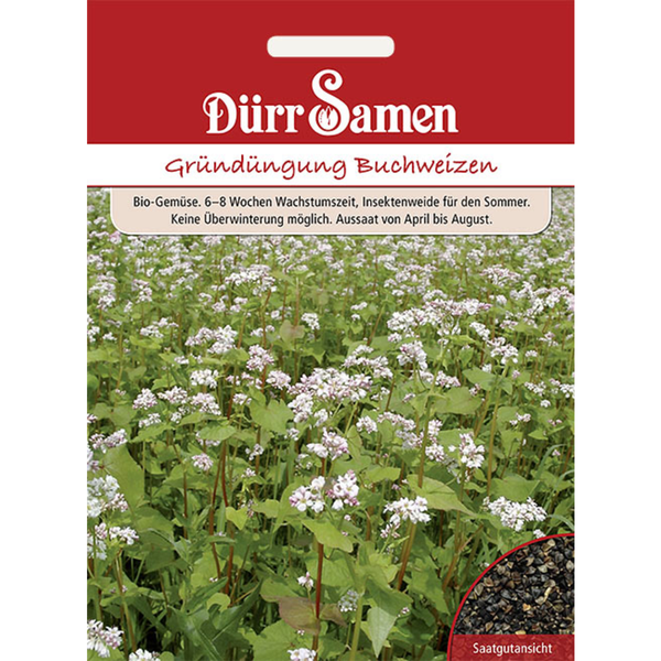 Gründüngung Buchweizen 50 g Saatgut von Dürr Samen