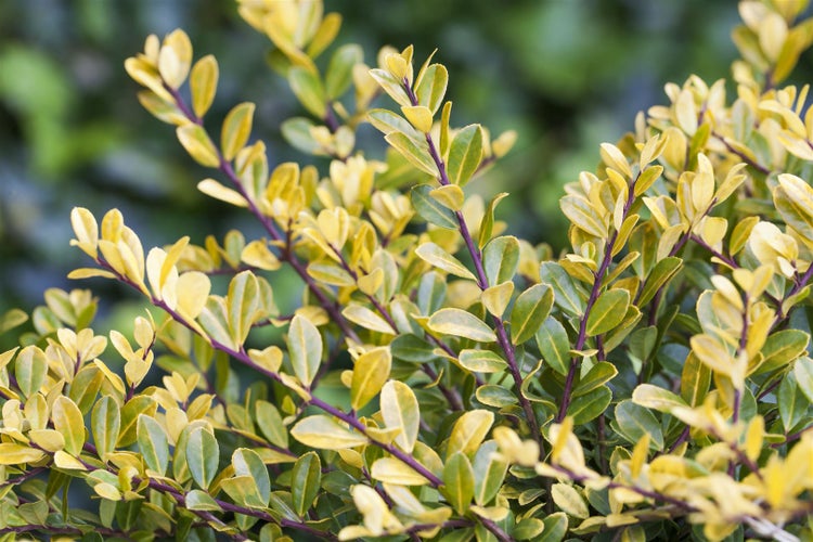 Ilex crenata 'Golden Gem', Japanische Stechpalme, goldgelb, 20–25 cm