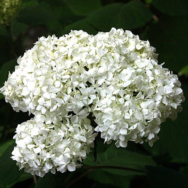 Blütenstand einer Hortensie